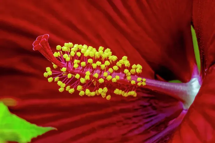 Framed Print : USA, Colorado, Fort Collins. Close-up of hibiscus flower. Credit as Fred Lord  /  Jaynes Gallery  /  DanitaDelimont.com
