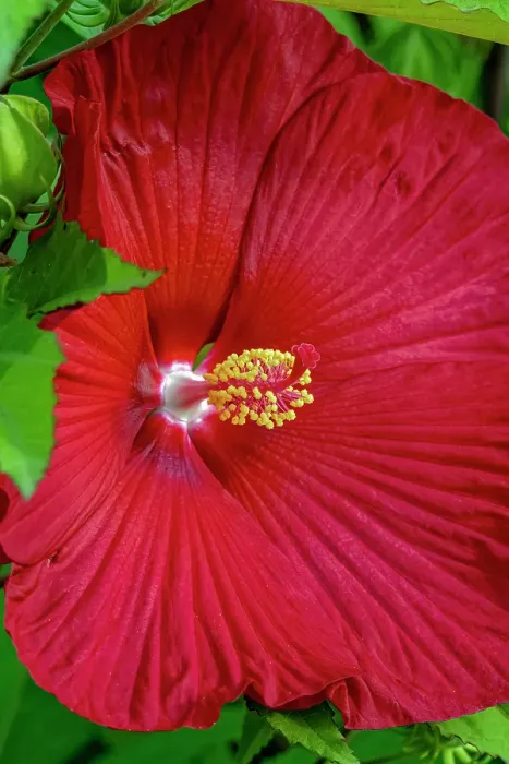 Framed Print : USA, Colorado, Fort Collins. Close-up of hibiscus flower. Credit as Fred Lord / Jaynes Gallery / DanitaDelimont.com Framed Print : USA, Colorado, Fort Collins. Close-up of hibiscus flower. Credit as Fred Lord / Jaynes Gallery / DanitaDelimont.com