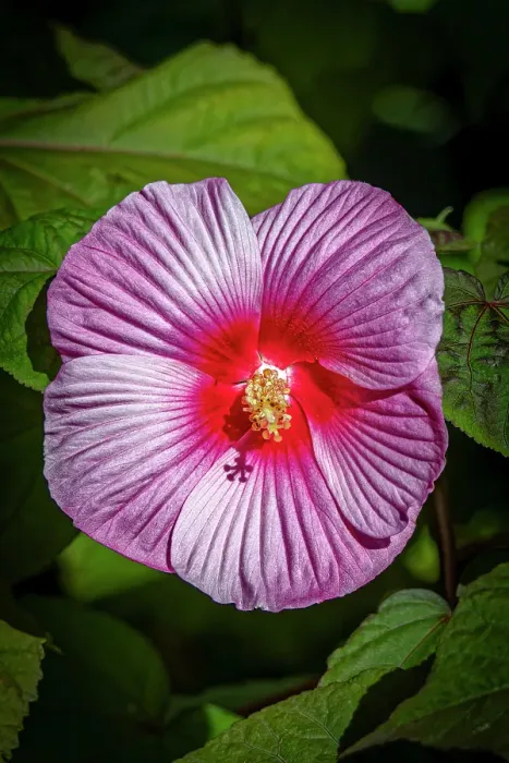Framed Print : USA, Colorado, Fort Collins. Close-up of hibiscus flower. Credit as Fred Lord / Jaynes Gallery / DanitaDelimont.com Framed Print : USA, Colorado, Fort Collins. Close-up of hibiscus flower. Credit as Fred Lord / Jaynes Gallery / DanitaDelimont.com