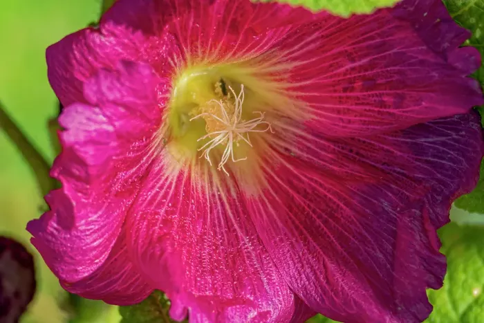 Framed Print : USA, Colorado, Fort Collins. Close-up of hibiscus flower. Credit as Fred Lord / Jaynes Gallery / DanitaDelimont.com Framed Print : USA, Colorado, Fort Collins. Close-up of hibiscus flower. Credit as Fred Lord / Jaynes Gallery / DanitaDelimont.com