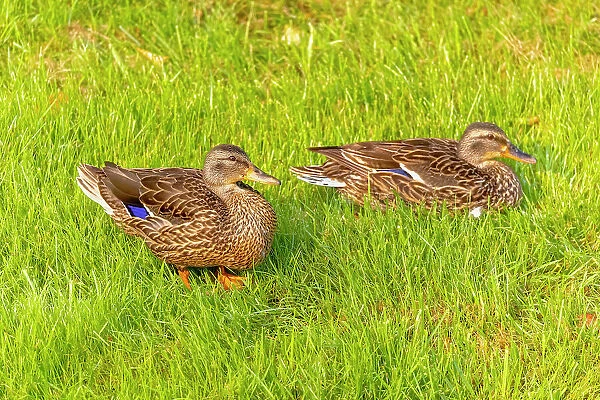 USA, Colorado, Fort Collins. Close-up of mallard ducks in grass