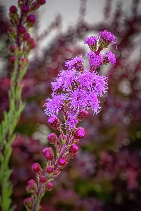 Framed Print : USA, Colorado, Fort Collins. Close-up of purple flowers. Credit as Fred Lord  /  Jaynes Gallery  /  DanitaDelimont.com