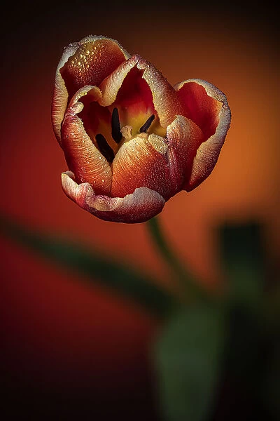 USA, Colorado, Fort Collins. Close-up of red tulip