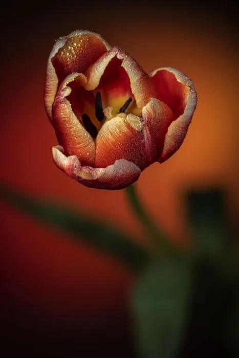 Framed Print : USA, Colorado, Fort Collins. Close-up of red tulip Framed Print : USA, Colorado, Fort Collins. Close-up of red tulip