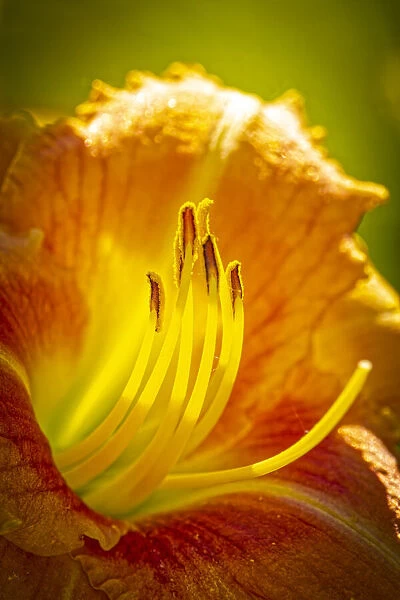 USA, Colorado, Fort Collins. Close-up of yellow lily
