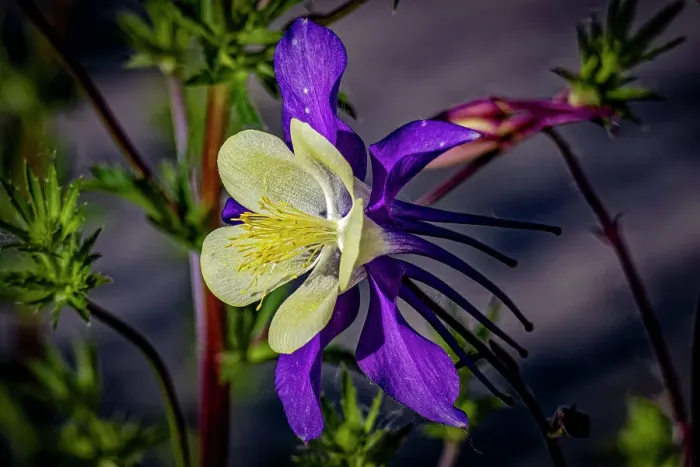 Framed Print : USA, Colorado, Fort Collins. Colorado columbine flower close-up. ©Fred Lord  /  Jaynes Gallery  /  DanitaDelimont.com