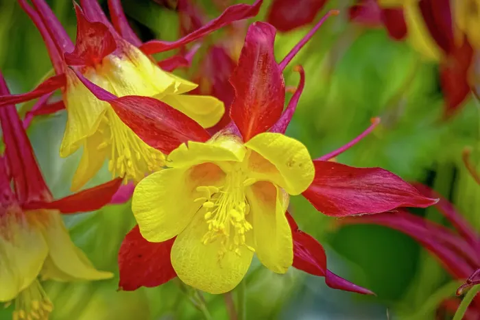 Framed Print : USA, Colorado, Fort Collins. Columbine flower close-up. ©Fred Lord / Jaynes Gallery / DanitaDelimont.com Framed Print : USA, Colorado, Fort Collins. Columbine flower close-up. ©Fred Lord / Jaynes Gallery / DanitaDelimont.com