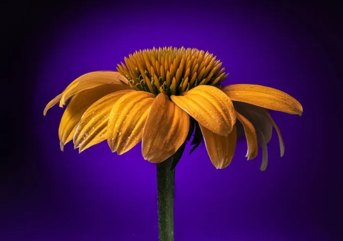 Framed Print : USA, Colorado, Fort Collins. Coneflower close-up Framed Print : USA, Colorado, Fort Collins. Coneflower close-up