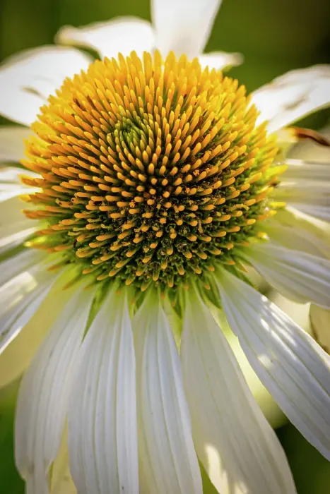 Framed Print : USA, Colorado, Fort Collins. Coneflower close-up. ©Fred Lord / Jaynes Gallery / DanitaDelimont.com Framed Print : USA, Colorado, Fort Collins. Coneflower close-up. ©Fred Lord / Jaynes Gallery / DanitaDelimont.com