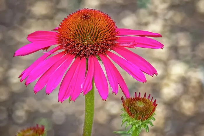 Framed Print : USA, Colorado, Fort Collins. Coneflower close-up. ©Fred Lord  /  Jaynes Gallery  /  DanitaDelimont.com