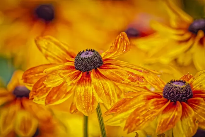 Framed Print : USA, Colorado, Fort Collins. Coreopsis flowers close-up Framed Print : USA, Colorado, Fort Collins. Coreopsis flowers close-up
