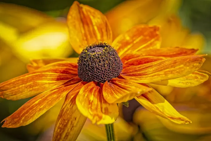Framed Print : USA, Colorado, Fort Collins. Coreopsis flowers close-up Framed Print : USA, Colorado, Fort Collins. Coreopsis flowers close-up
