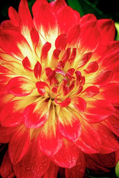 Framed Print : USA, Colorado, Fort Collins. Dahlia flower close-up. ©Fred Lord  /  Jaynes Gallery  /  DanitaDelimont.com