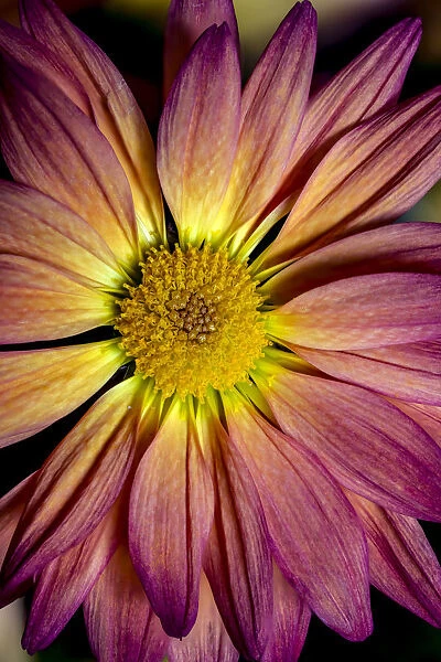 USA, Colorado, Fort Collins. Daisy flower close-up
