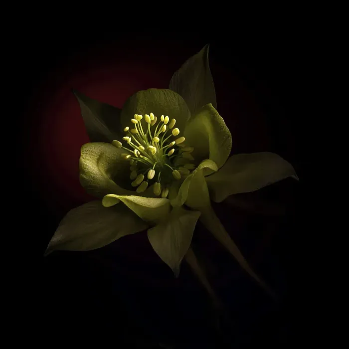 Framed Print : USA, Colorado, Fort Collins. Domestic columbine flower close-up Framed Print : USA, Colorado, Fort Collins. Domestic columbine flower close-up