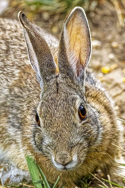 USA, Colorado, Fort Collins. Eastern cottontail rabbit close-up
