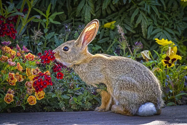 USA, Colorado, Fort Collins. Eastern cottontail rabbit close-up