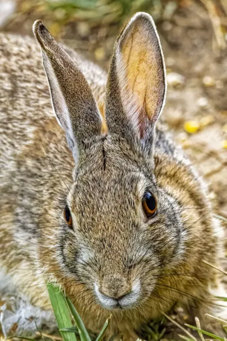 Framed Print : USA, Colorado, Fort Collins. Eastern cottontail rabbit close-up Framed Print : USA, Colorado, Fort Collins. Eastern cottontail rabbit close-up