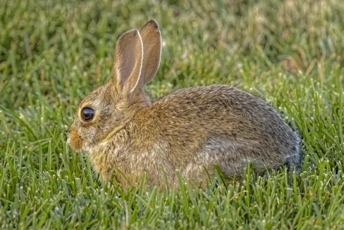 Framed Print : USA, Colorado, Fort Collins. Eastern cottontail rabbit close-up Framed Print : USA, Colorado, Fort Collins. Eastern cottontail rabbit close-up