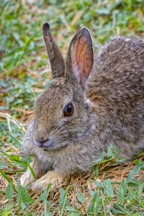 Framed Print : USA, Colorado, Fort Collins. Eastern cottontail rabbit close-up Framed Print : USA, Colorado, Fort Collins. Eastern cottontail rabbit close-up