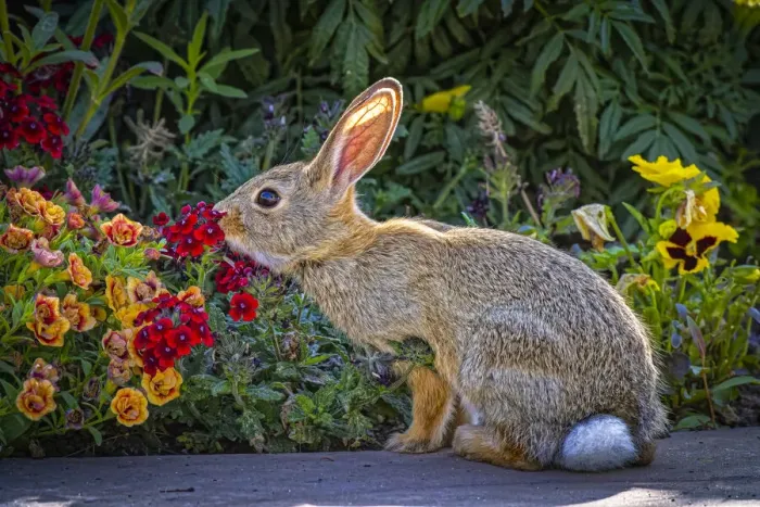 Framed Print : USA, Colorado, Fort Collins. Eastern cottontail rabbit close-up Framed Print : USA, Colorado, Fort Collins. Eastern cottontail rabbit close-up