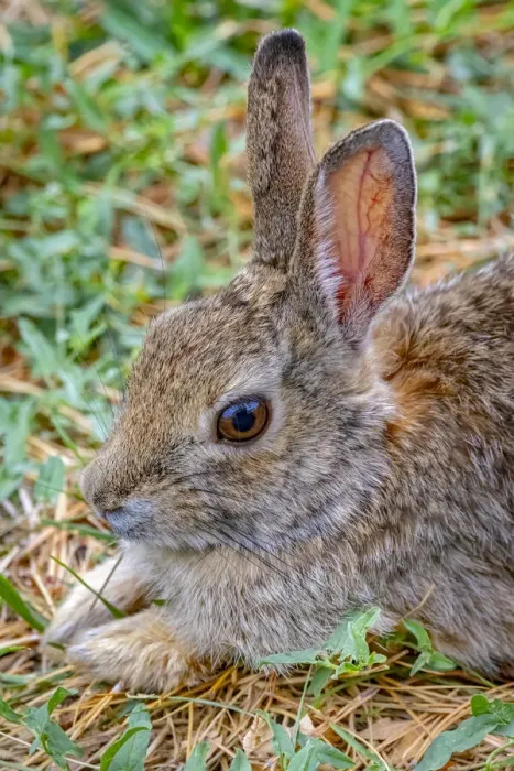 Framed Print : USA, Colorado, Fort Collins. Eastern cottontail rabbit close-up