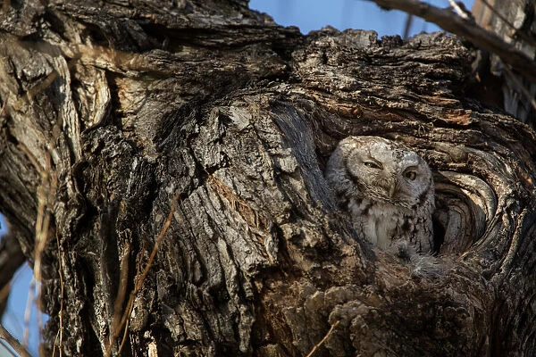 USA, Colorado, Fort Collins. Eastern screech owl in its nest opening