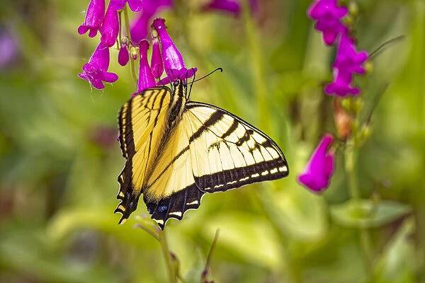 USA, Colorado, Fort Collins. Eastern tiger swallowtail close-up
