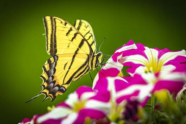 USA, Colorado, Fort Collins. Eastern tiger swallowtail on petunia flowers