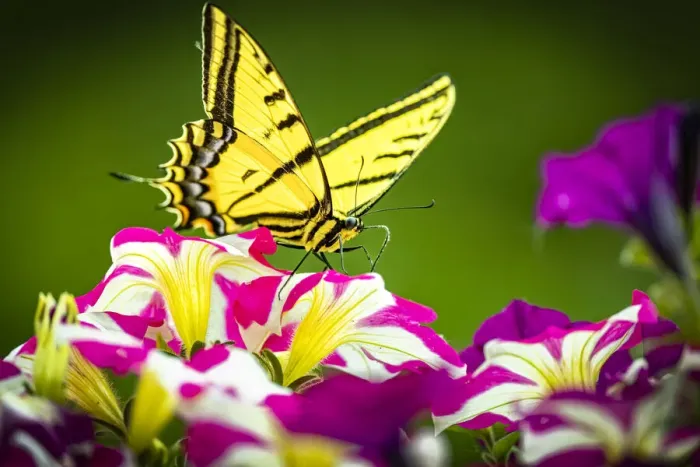 Framed Print : USA, Colorado, Fort Collins. Eastern tiger swallowtail on petunia flowers Framed Print : USA, Colorado, Fort Collins. Eastern tiger swallowtail on petunia flowers