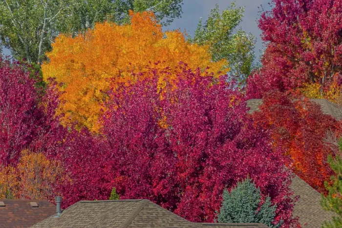 Framed Print : USA, Colorado, Fort Collins. Fall foliage colors. Credit as Fred Lord / Jaynes Gallery / DanitaDelimont.com Framed Print : USA, Colorado, Fort Collins. Fall foliage colors. Credit as Fred Lord / Jaynes Gallery / DanitaDelimont.com