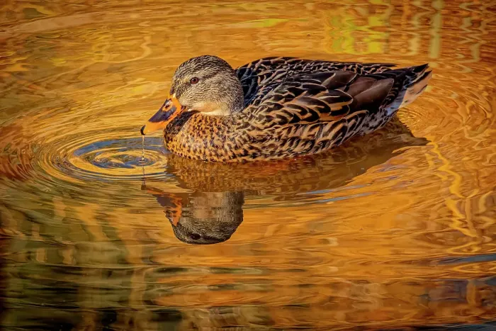 Framed Print : USA, Colorado, Fort Collins. Female American mallard duck in water. Credit as Fred Lord  /  Jaynes Gallery  /  DanitaDelimont.com