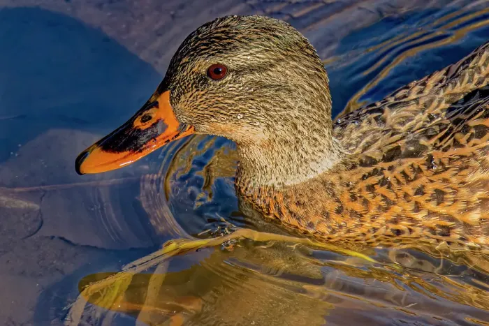 Framed Print : USA, Colorado, Fort Collins. Female American mallard duck in water. Credit as Fred Lord / Jaynes Gallery / DanitaDelimont.com Framed Print : USA, Colorado, Fort Collins. Female American mallard duck in water. Credit as Fred Lord / Jaynes Gallery / DanitaDelimont.com