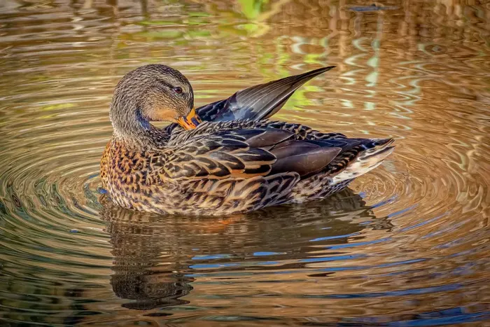 Framed Print : USA, Colorado, Fort Collins. Female American mallard duck in water. Credit as Fred Lord  /  Jaynes Gallery  /  DanitaDelimont.com