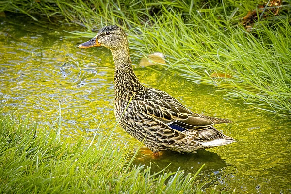 USA, Colorado, Fort Collins. Female mallard duck stands in stream