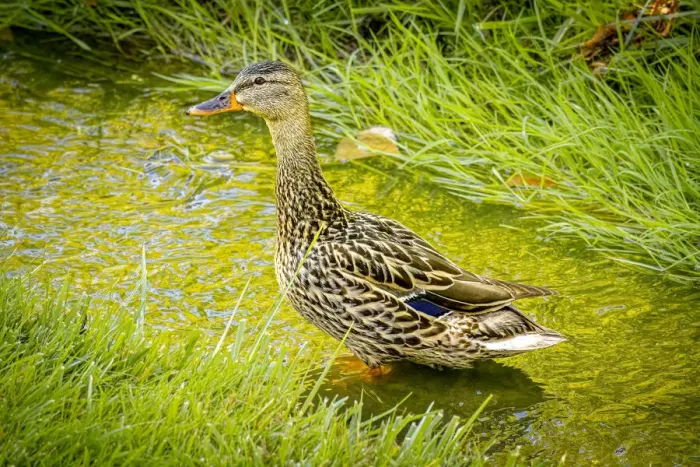Framed Print : USA, Colorado, Fort Collins. Female mallard duck stands in stream Framed Print : USA, Colorado, Fort Collins. Female mallard duck stands in stream