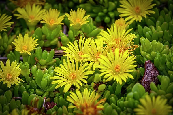 USA, Colorado, Fort Collins. Flowering African succulent flowers