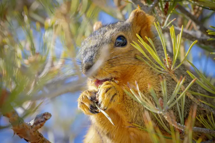 Framed Print : USA, Colorado, Fort Collins. Fox squirrel eating pine cone