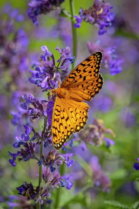 Framed Print : USA, Colorado, Fort Collins. Fritillary butterfly on catmint flowers. ©Fred Lord / Jaynes Gallery / DanitaDelimont.com Framed Print : USA, Colorado, Fort Collins. Fritillary butterfly on catmint flowers. ©Fred Lord / Jaynes Gallery / DanitaDelimont.com