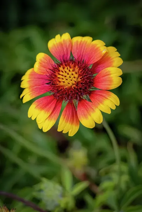 Framed Print : USA, Colorado, Fort Collins. Gaillardia flower close-up. Credit as Fred Lord / Jaynes Gallery / DanitaDelimont.com Framed Print : USA, Colorado, Fort Collins. Gaillardia flower close-up. Credit as Fred Lord / Jaynes Gallery / DanitaDelimont.com