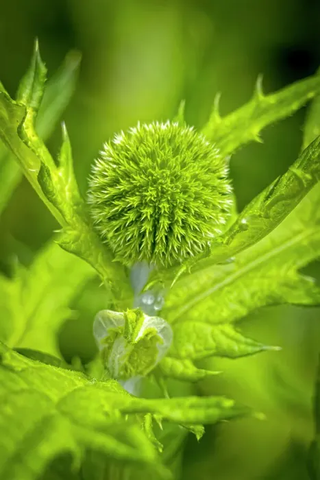 Framed Print : USA, Colorado, Fort Collins. Globe thistle close-up. Credit as Fred Lord  /  Jaynes Gallery  /  DanitaDelimont.com