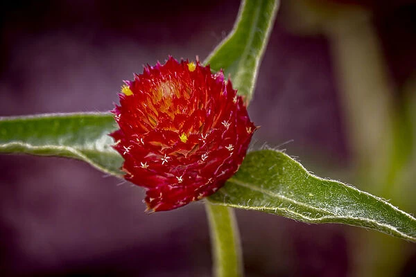 USA, Colorado, Fort Collins. Gomphrena flower close-up