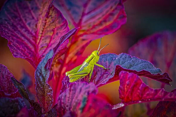 USA, Colorado, Fort Collins. Grasshopper on red leaves