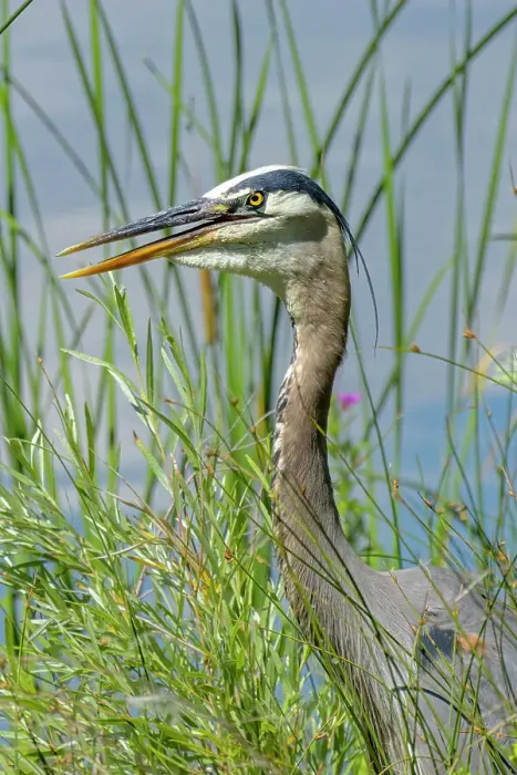 Framed Print : USA, Colorado, Fort Collins. Great blue heron, close-up. ©Fred Lord / Jaynes Gallery / DanitaDelimont.com Framed Print : USA, Colorado, Fort Collins. Great blue heron, close-up. ©Fred Lord / Jaynes Gallery / DanitaDelimont.com