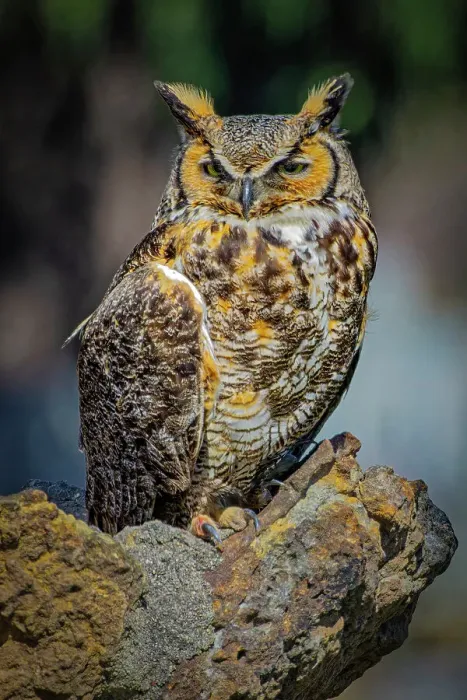 Framed Print : USA, Colorado, Fort Collins. Great-horned owl close-up. ©Fred Lord  /  Jaynes Gallery  /  DanitaDelimont.com