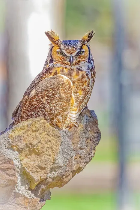 Framed Print : USA, Colorado, Fort Collins. Great-horned owl close-up. ©Fred Lord / Jaynes Gallery / DanitaDelimont.com Framed Print : USA, Colorado, Fort Collins. Great-horned owl close-up. ©Fred Lord / Jaynes Gallery / DanitaDelimont.com