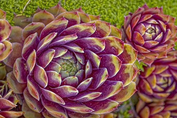 USA, Colorado, Fort Collins. Hens and chicks succulent plant close-up