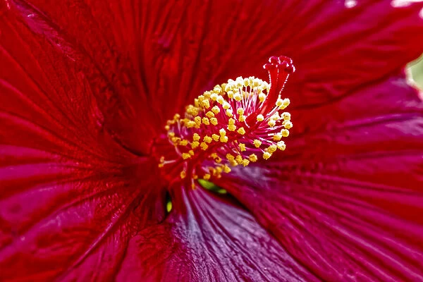 USA, Colorado, Fort Collins. Hibiscus flower detail