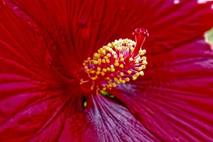 Framed Print : USA, Colorado, Fort Collins. Hibiscus flower detail Framed Print : USA, Colorado, Fort Collins. Hibiscus flower detail