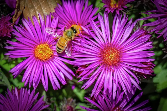 Framed Print : USA, Colorado, Fort Collins. Honey bee on aster flowers. Credit as Fred Lord / Jaynes Gallery / DanitaDelimont.com Framed Print : USA, Colorado, Fort Collins. Honey bee on aster flowers. Credit as Fred Lord / Jaynes Gallery / DanitaDelimont.com